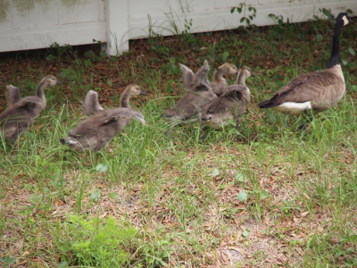 [Four goslings with their wings flared run through the grass behind an adult goose.]